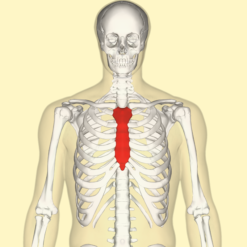 800px-Sternum_front.png