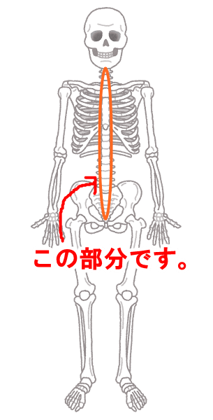 body_kokkaku_gaikotsu213.png